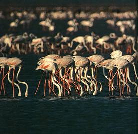 Migrated birds at Bharatpur Sanctury