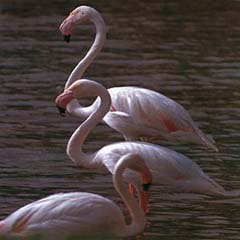 Swan, Sultanpur Lake