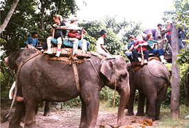 Elephant riding in Madumali Sanctury