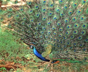 Peacock, Corbett National Park