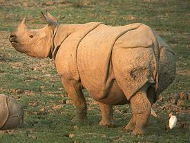 Rhinos in Periyar Wildlife Sanctury