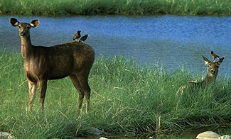 Sambar in Nagarhole National Park.